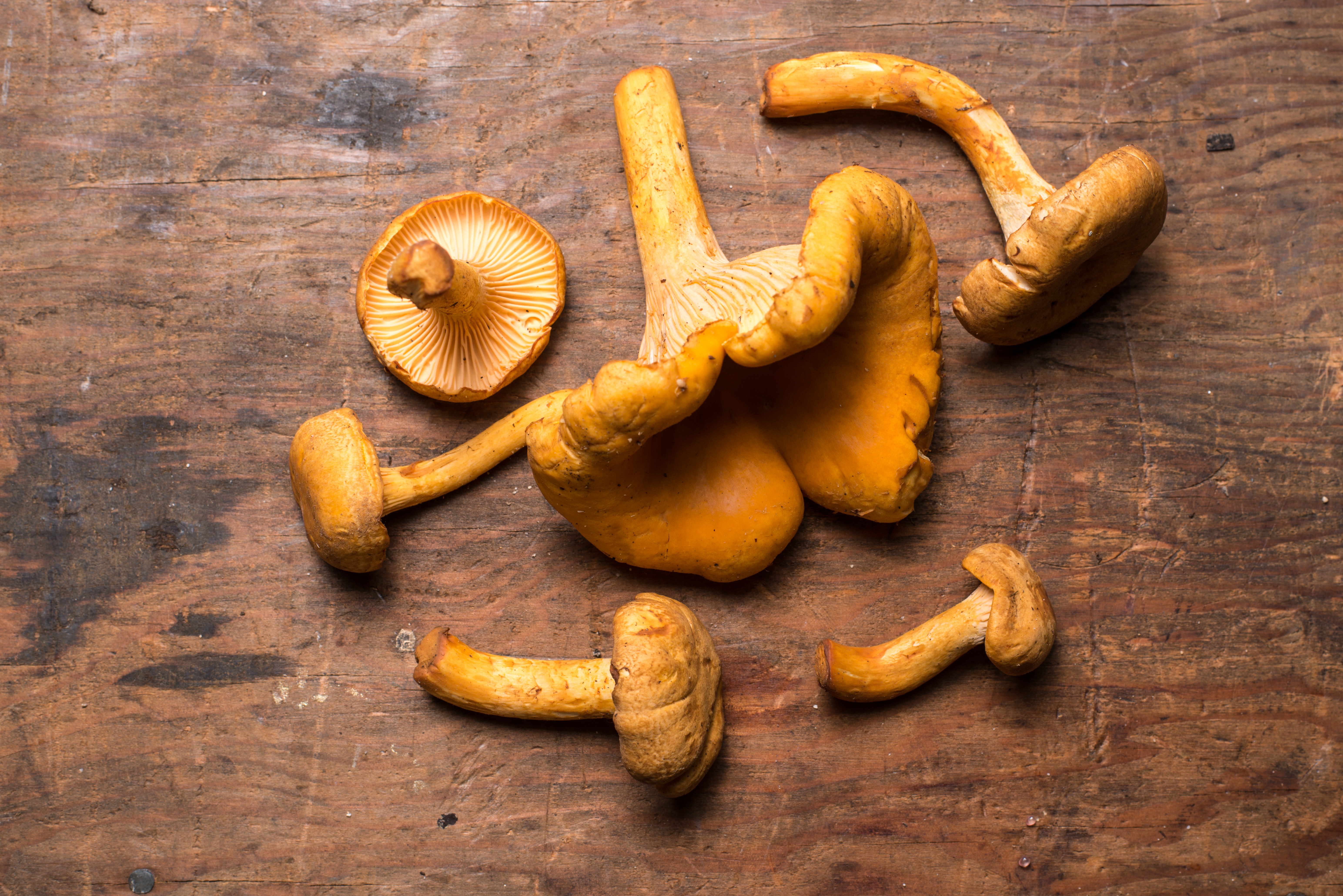 Wild Chanterelle Mushrooms / lb